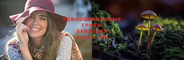 стаф Инта